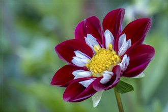 Dahlias (Dahlia), Münsterland, North Rhine-Westphalia, Germany, Europe