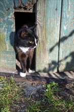 A small cat looks out of a barn, Germany, Europe