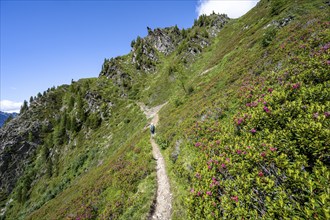 Mountaineer between alpine roses on a hiking trail, hike La Jonction, Chamonix, Haute-Savoie,