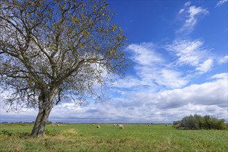 Large tree on a wide meadow under a cloudy sky, Lake Neusiedl National Park, Burgenland, Austria,