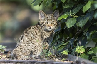 A sitting kitten looks attentively into the camera, surrounded by green leaves, wildcat (Felis