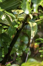 Plumed basilisk (Basiliscus plumifrons), adult male sitting on a branch, Tortuguero National Park,