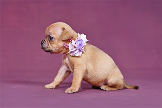 Cute four weeks young Red Fawn French Bulldog puppy with healthy long nose and tail and flower