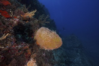 Sea ball, ball algae (Codium bursa) in the deep blue ocean. Dive site Giens Peninsula, Provence