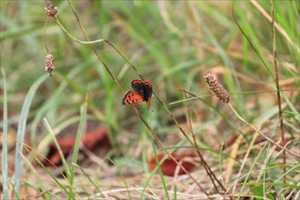 Small copper, September, Mecklenburg-Western Pomerania, Germany, Europe