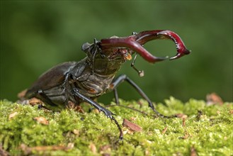 Stag beetle (Lucanus cervus), horned beetle, fire beetle, male with large mandibles, upper jaw,