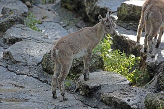 Ibex (Capra ibex), young animal, captive