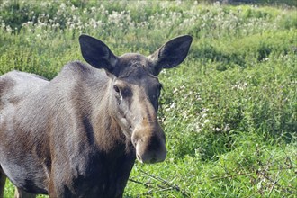 A moose in a green summer landscape, heraldic animal, Jämtland, Sweden, Europe