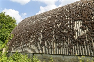 Moss growing on corrugated asbestos roof of Nissen hut building, Boyton, Suffolk, England, UK