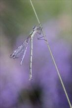 Emerald Damselfly (Lestes viridis), Emsland, Lower Saxony, Germany, Europe