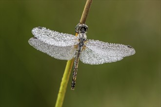 Black Darter (Sympetrum danae), Emsland, Lower Saxony, Germany, Europe