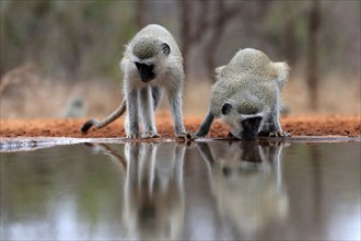 Vervet Monkey (Chlorocebus pygerythrus), adult, two animals, drinking, at the water, Kruger