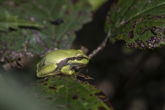 Tree frog (Hyla arborea), Lower Saxony, Germany, Europe