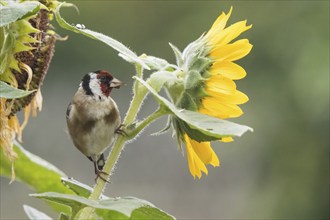 A goldfinch (Carduelis carduelis) sitting next to a flowering sunflower, Hesse, Germany, Europe