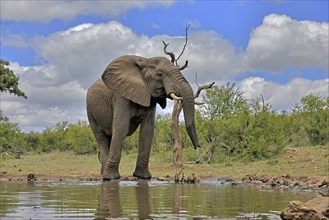 African elephant (Loxodonta africana), bull, male, at the water, drinking, Kruger National Park,