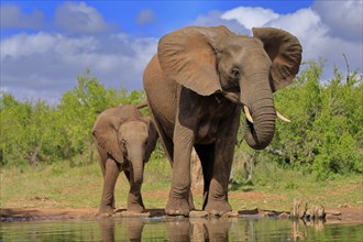 African elephant (Loxodonta africana), juvenile, mother, adult, female, mother with juvenile, at