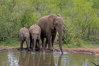 African elephant (Loxodonta africana), juvenile, mother, adult, female, mother with two juveniles,