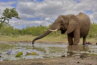 African elephant (Loxodonta africana), bull, male, at the water, drinking, Kruger National Park,