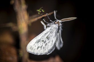 Hairy white moth, moth on a stem, at night in the tropical rainforest, Refugio Nacional de Vida