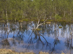 Bogland, with Hairy Birch (Betula pubescens) trees, beside Pokka, May, Finnish Lapland