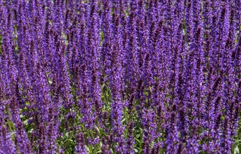 Woodland sage (Salvia nemorosa), North Rhine-Westphalia, Germany, Europe