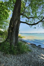 Tree provides shade on the beach near Lake Constance, Altnau in the canton of Thurgau, Switzerland,