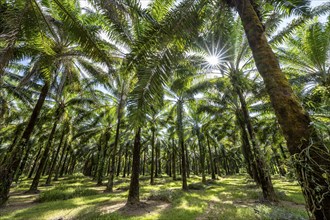 Palm oil plantation, environmental destruction through monoculture, Costa Rica, Central America