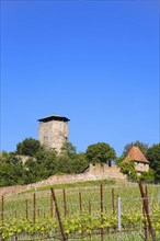 Hohenbeilstein Castle, hilltop castle, vineyards, Beilstein, Heilbronn district, Baden-Württemberg,