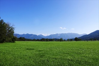 Murnauer moss in August, Bavaria, Germany, Europe