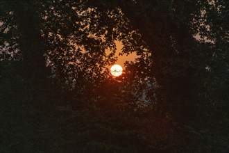 Setting sun between English oaks (Quercus robur), Emsland, Lower Saxony, Germany, Europe