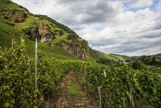 Steep vineyards and rocks, near Kröv, Moselle, Rhineland-Palatinate, Germany, Europe