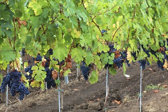 Cramele Recas winery vineyard near the wine village of Rekasch, Recas, red grape growing area,