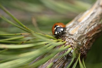 Ladybird (Coccinellidae), frontal view, sitting on the branch of a larch tree, needles of the larch