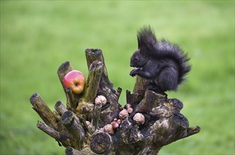 Squirrel eating nuts, Schleswig-Holstein, Germany, Europe