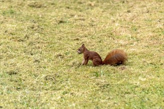 Eurasian squirrel (Sciurus vulgaris) hiding hazelnuts, hazel (Corylus avellana) in meadow, Nidda,