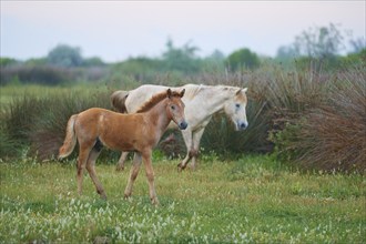 White Camargue horse with foal, standing in the meadow, summer, Camargue, France, Europe