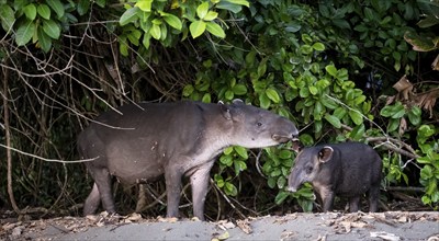 Baird's tapir (Tapirus bairdii), mother and young, in the rainforest, Corcovado National Park, Osa,