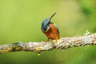 Common kingfisher (Alcedo atthis) sitting on a branch with autumncolours, wildife, Catalonia,