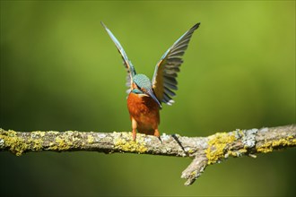 Common kingfisher (Alcedo atthis) in flight with autumncolours, wildife, Catalonia, Spain, Europe