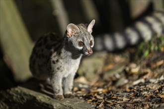 Common genet (Genetta genetta), wildlife in a forest, Montseny National Park, Catalonia, Spain,