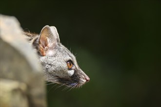 Portrait of a Common genet (Genetta genetta), wildlife in a forest, Montseny National Park,