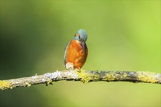 Common kingfisher (Alcedo atthis) sitting on a branch with autumncolours, wildife, Catalonia,