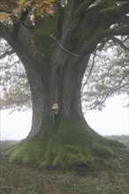 English oak (Quercus robur) with fungal infestation in fog, Emsland, Lower Saxony, Germany, Europe