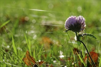 Clover, autumn time, cobweb threads in a meadow, Germany, Europe