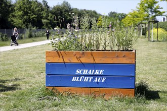 Schalke blüht auf stands on a flowerpot planted with flowers in Gelsenkirchen. Schalke 04 has been