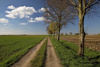 Path with trees in an argar landscape, Grottenherten, Bedburg, Rhine-Erft district, Lower Rhine,