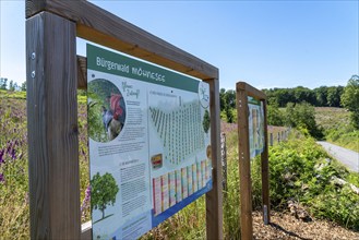 Reforestation in the Arnsberg forest above the Möhnesee, Soest district, citizen forest project,