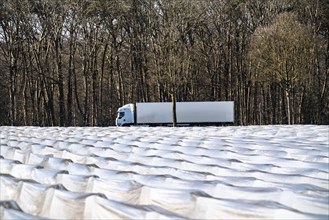 Agriculture on the Lower Rhine, early season, asparagus cultivation in spring, under plastic