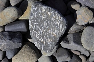 Small striped speckles in rounded grey Plagioclase basalt rock, Playa de Garcey, Fuerteventura,