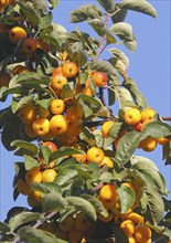 Ornamental apple (Malus), in the blue sky, North Rhine-Westphalia, Germany, Europe